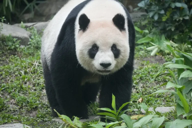 Panda Master: Promo Codes, Gameplay, and Safety Checks