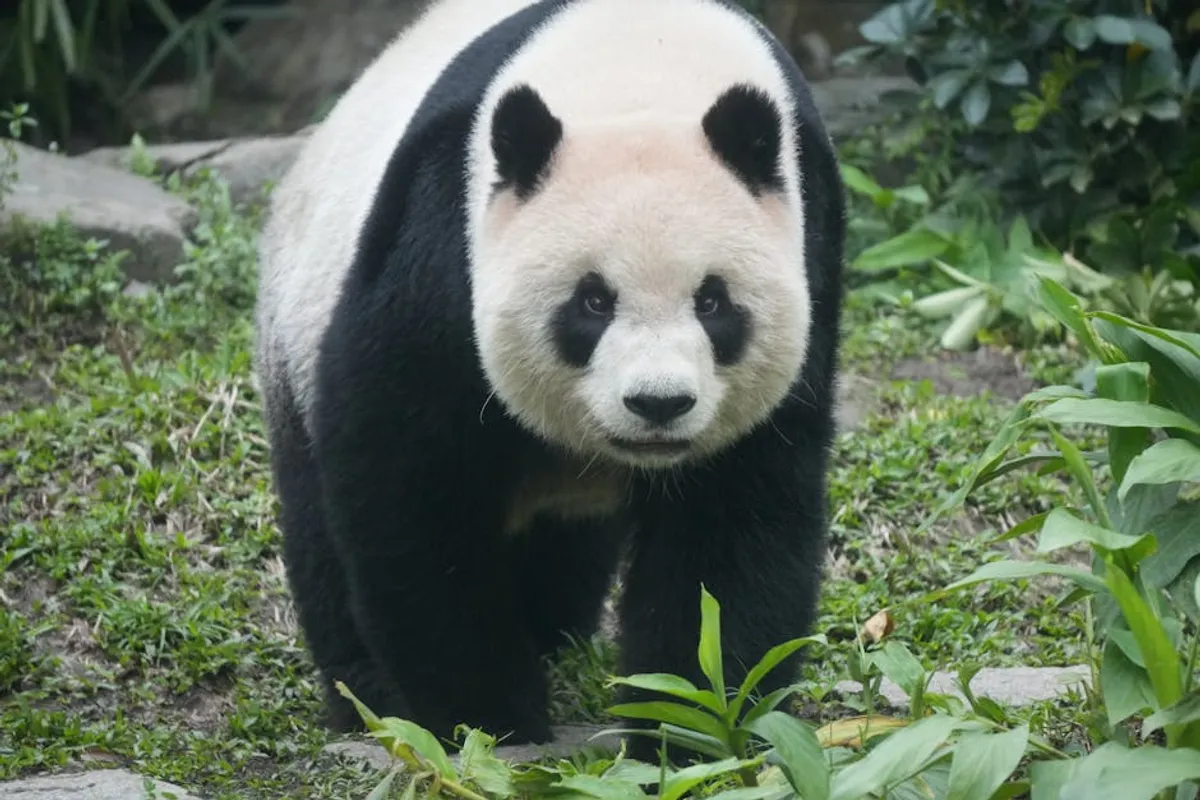 Panda Master: Promo Codes, Gameplay, and Safety Checks